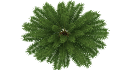 Top view of a green tropical palm tree crown isolated on white background, ideal for botanical illustrations, landscaping visuals, tropical island themes, and summer nature decoration