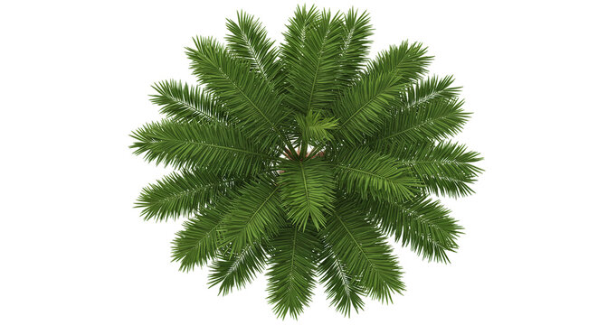 Aerial view of a green cycas revoluta plant with lush fronds against a black background in a studio shot