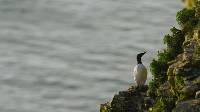 Common Murre, Common Guillemot, Uria aalge, birds colony on cliffs, Bempton Cliffs, North Yorkshire, England	