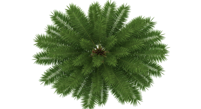 Top view of a green tropical palm tree crown isolated on white background, ideal for botanical illustrations, landscaping visuals, tropical island themes, and summer nature decoration
