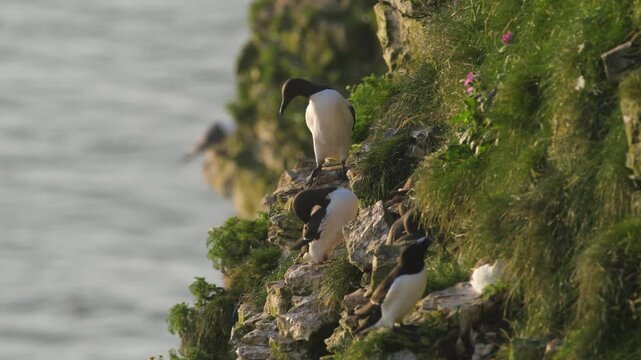 Common Murre, Common Guillemot, Uria aalge, birds colony on cliffs, Bempton Cliffs, North Yorkshire, England	