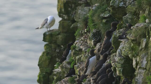 Common Murre, Common Guillemot, Uria aalge, birds colony on cliffs, Bempton Cliffs, North Yorkshire, England	