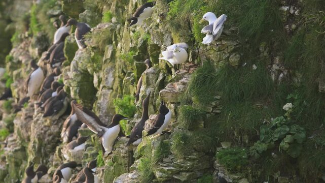 Common Murre, Common Guillemot, Uria aalge, birds colony on cliffs, Bempton Cliffs, North Yorkshire, England	