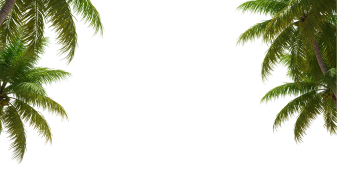 View of two palm trees on either side of a black background creating a frame like effect outdoors
