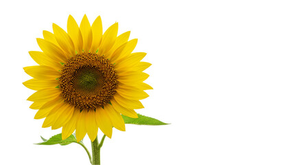 Bright yellow sunflower with realistic petals and stem isolated on white background, ideal for floral branding, summer illustrations, farming visuals, and eco-friendly product decoration