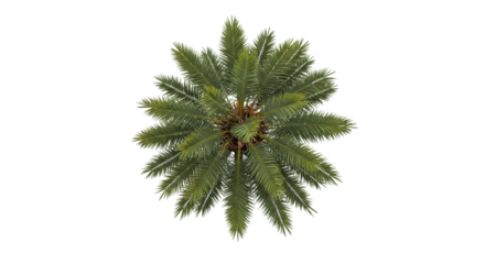 Top angle of symmetrical palm tree foliage isolated on white background, great for natural design, tropical garden content, exotic tree icon sets, and landscaping illustrations