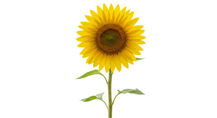 Obraz premium Bright yellow sunflower with green leaves isolated on white background, ideal for nature visuals, floral design elements, summer themes, and agricultural or eco-friendly content graphics