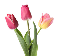 Three beautiful colorful tulips isolated on white