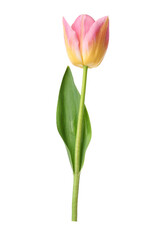One beautiful colorful tulip isolated on white