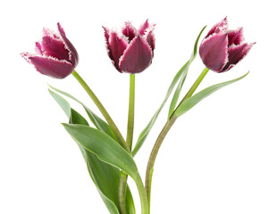 Three beautiful color tulips isolated on white