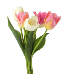 Many beautiful colorful tulips isolated on white