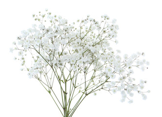 Beautiful delicate gypsophila flowers on white background