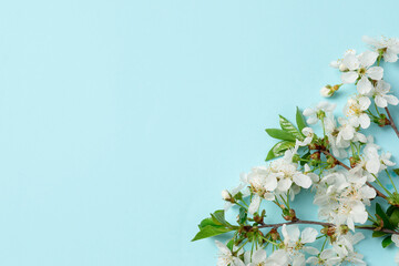 Twigs with beautiful flowers on light blue background, top view. Space for design