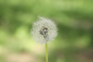 One beautiful dandelion flower on blurred green background, closeup
