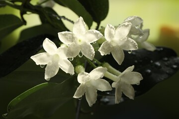 Beautiful jasmine plant with flowers and water drops on blurred background, closeup
