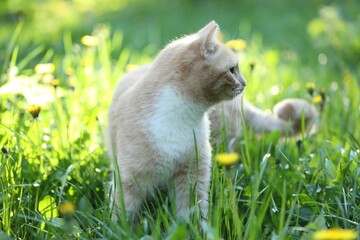 Cute ginger cat walking on green grass outdoors