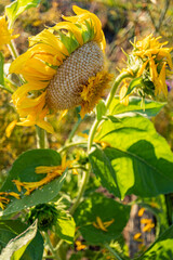 Large sunflower head bending down with yellow petals and green leaves in a sunlit garden.
