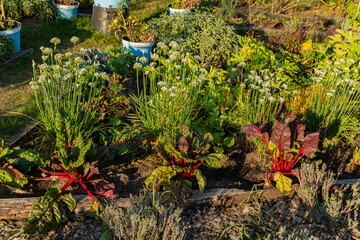 A mixed vegetable garden bed with flowering garlic chives and vibrant red-stemmed Swiss chard.
