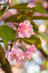 Fototapeta premium Macro shot of a blooming pink cherry blossom with soft petals and fresh green leaves, captured in spring.
