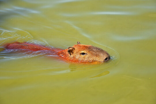 capybara swimming in lake