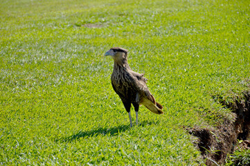 caracara hawk on the grass