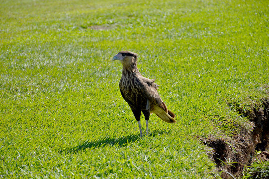 caracara hawk on the grass