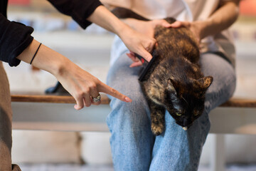 Grooming a Cat with Tender Care is an essential activity to promote their wellbeing and happiness