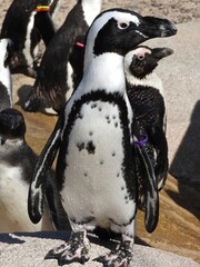 penguin bird animal standing at zoo colony