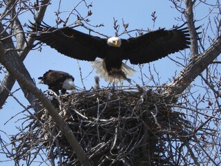 bald eagle bird nest flight food family feeding fish catch
