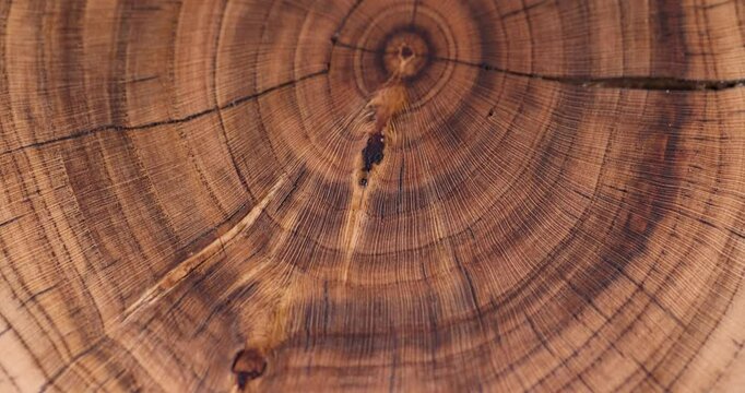 rings of a walnut trunk polished for the manufacture of interior details, processed beautiful walnut wood used for the manufacture of objects closeup, serving stand