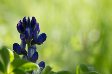 Narrowleaf lupin or blue lupin. Blue flowers. Copy space. Springtime in Greece. Lupinus angustifolius.
