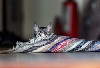 Little playful tabby cat looking. The cat (Felis catus), also referred to as the domestic cat or house cat, is a small domesticated carnivorous mammal.