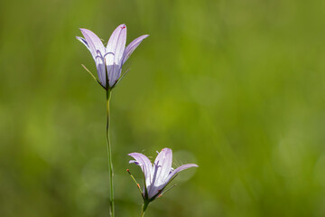 Rampion bellflower under Springtime sunlights. Natural background. Copy space. Pink and purple flowers in bloom. Campanula flower.