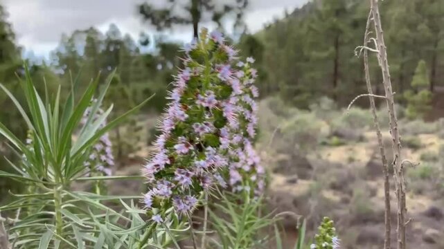 Light blue Echium callithyrsum or blue tower of jewels flowers moving slightly in the wind on the forest background in Arico, Tenerife, Canary Islands, Spain