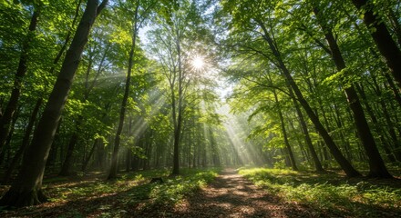 Obraz premium Sunlight filtering through lush forest trees 