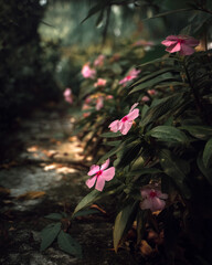 A close up of pink flowers in a garden