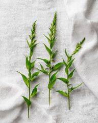 Three green plants are on a white cloth