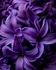 A close up of purple flowers with a purple background