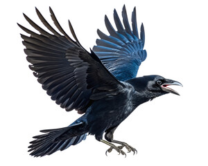 Carrion crow - corvus corone - flying, isolated on transparent background