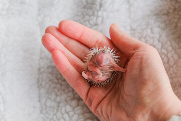African Newborn Hedgehog in Hand.Adorable Baby Hedgehog Lying on Its Back on Soft Surface.Prickly cute pet 