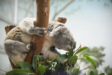 Koala eating leaves while holding on