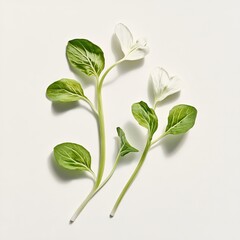 Obraz premium Delicate White and Green Plant Arrangement on white background