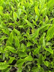 close up of green tea leaves
