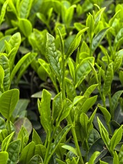 Obraz premium close up of green tea leaves