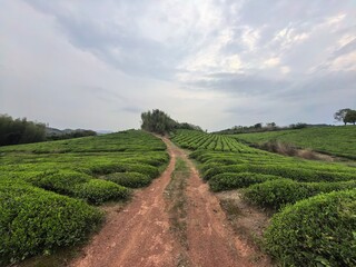 green tea plantation
