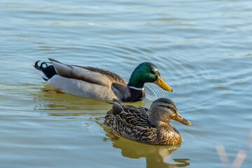 Duck bird in the lake in autumn. Water birds in the wild nature
