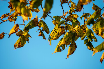 Bl&auml;tter / Leaves