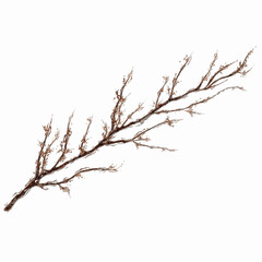 Fototapeta premium Dried Branch on a Maroon Textured Transparent background - Autumnal Botanical Design Element