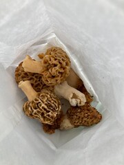 fresh picked morel mushrooms