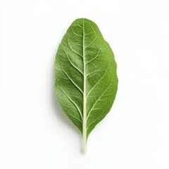 Fototapeta premium Vibrant Green Leaf Closeup on white background